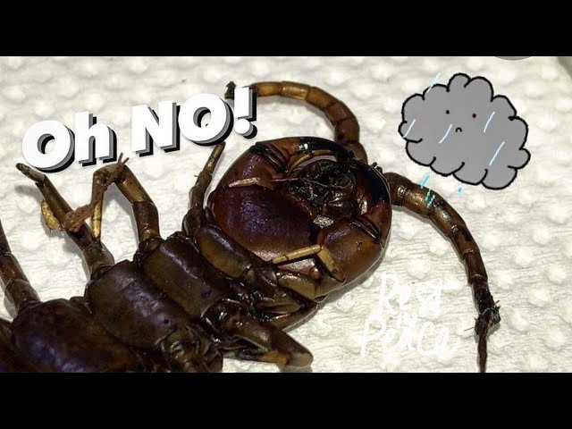 Our old GIANT Centipede had Passed.