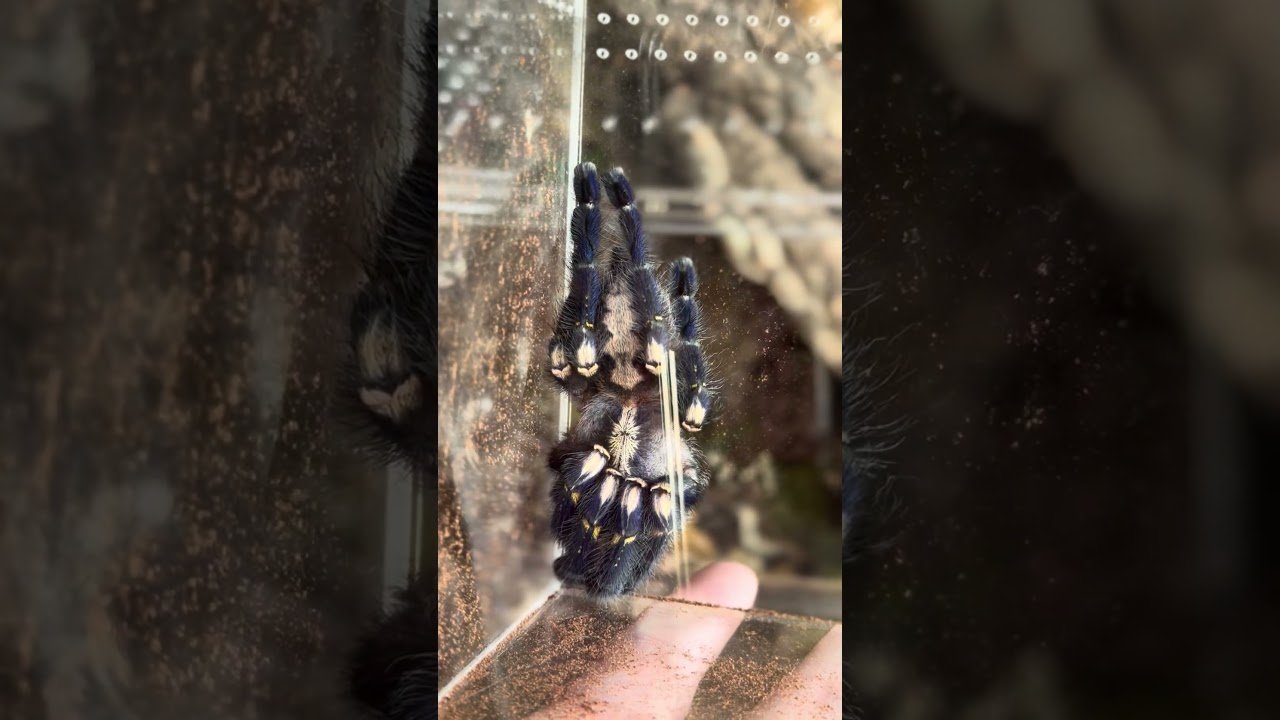 P metallica adult female unboxing! HUGE beautiful enclosure build!!