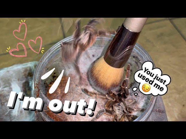 Small “Private Room” for this Tarantula Couple to 💋😉💋