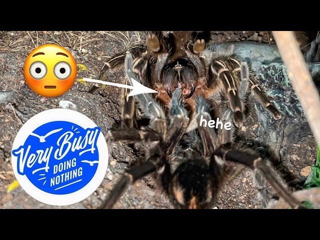 The MOST UNPRODUCTIVE TARANTULA PAIRING !!! 😒