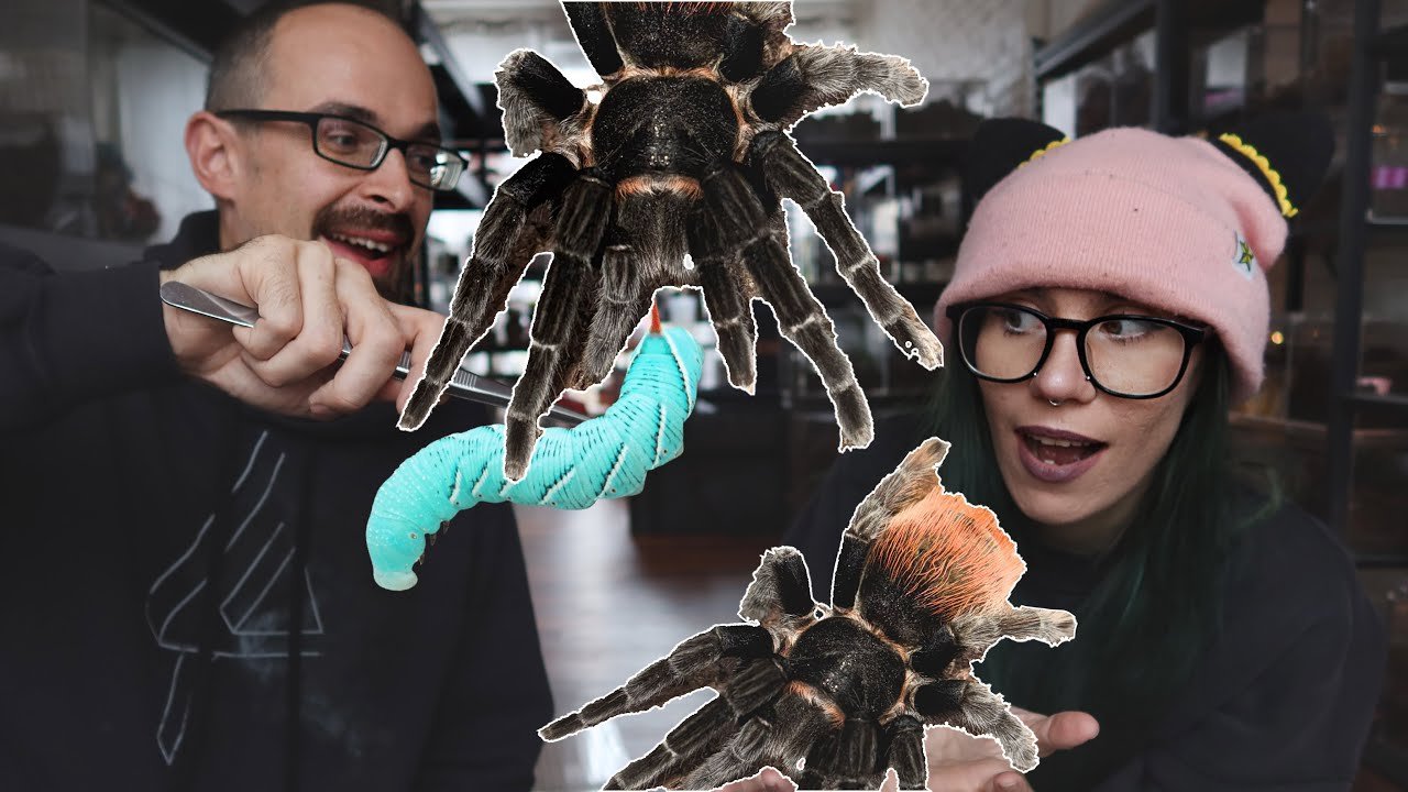 The Dark Den THREW This Tarantula 6 Years Ago! Flying T vagans REDEMPTION!! @TheDarkDen