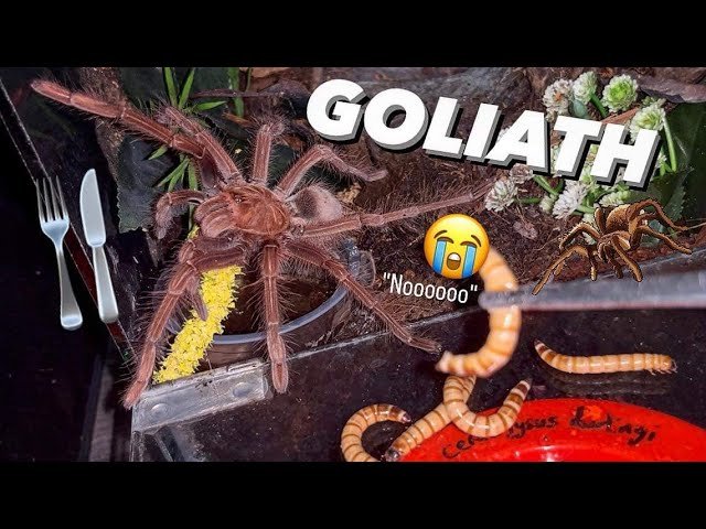 HOW TO FEED HUNGRY Goliath Birdeater TARANTULAS !!!
