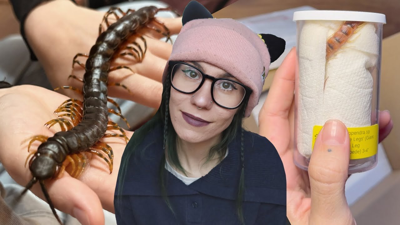 I Changed My Mind About Centipedes.. Handling?! Unboxing & Rehousing