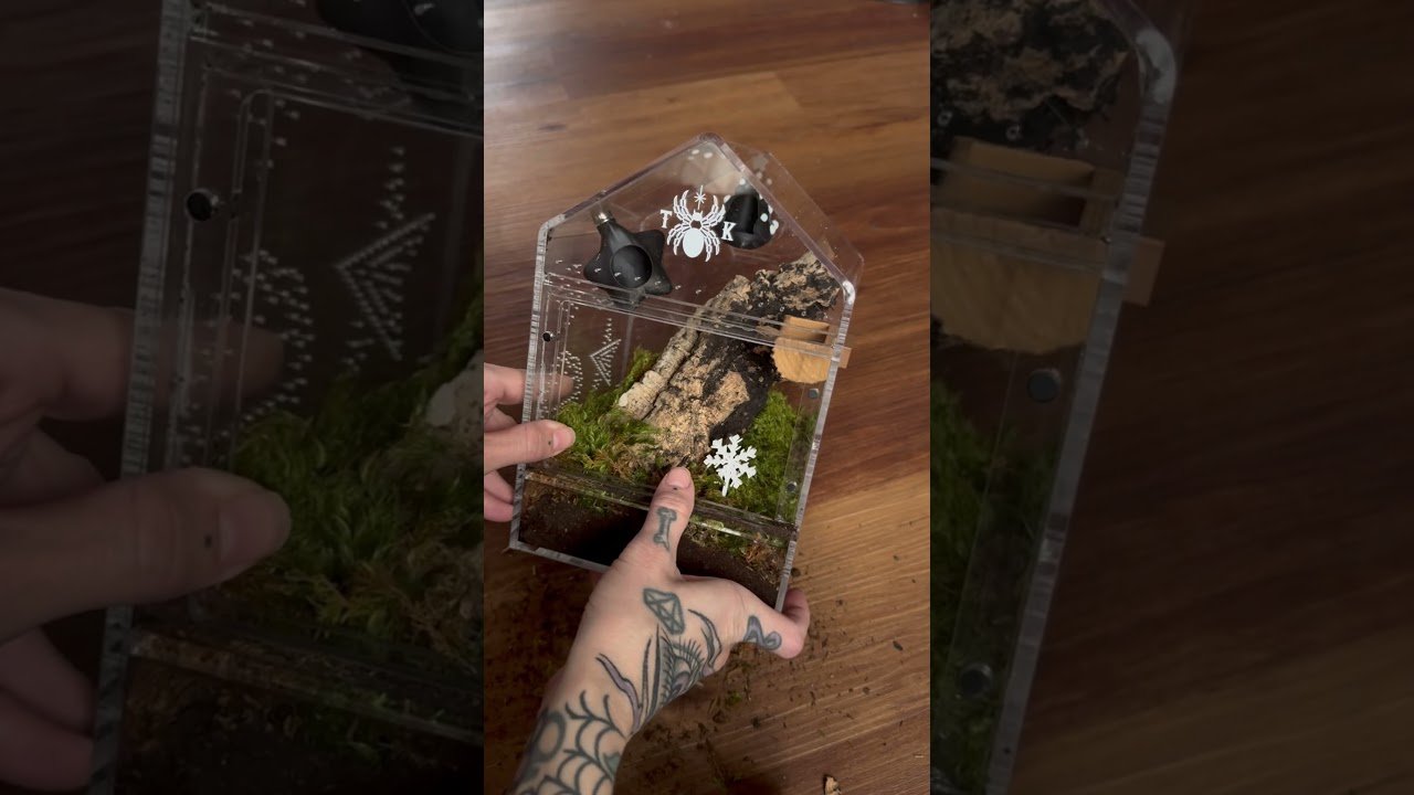 Jumping Spider gets new home for Creepmas .. Merry Crickets!!