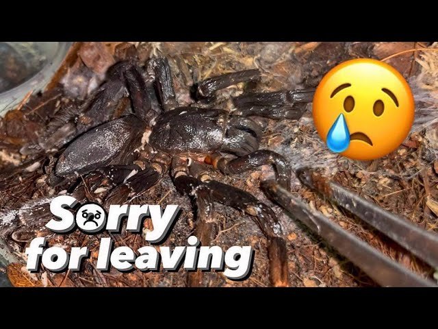 My TARANTULAS missed me WITH THEIR LIFE  :(