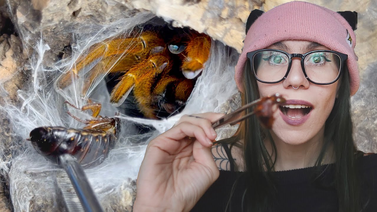 Unexpected OBT ATTACK!.. INTENSE Tarantula Takedowns with EXTRA LARGE Roaches!!