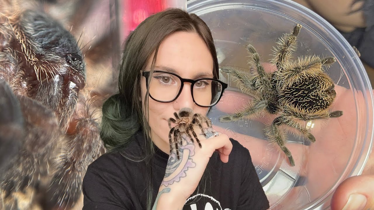 FUZZIEST SPIDER EVER & Adorable Pink Toe get PERFECT UPGRADES! (Beginner Friendly!!)