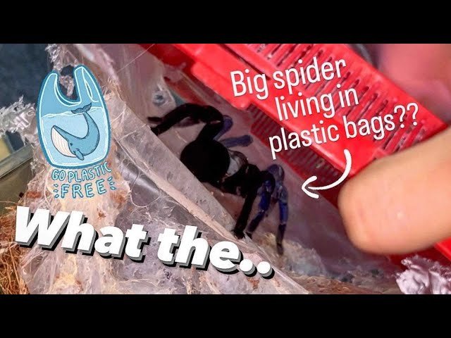 Tarantula makes PLASTIC BAG her home ?!!
