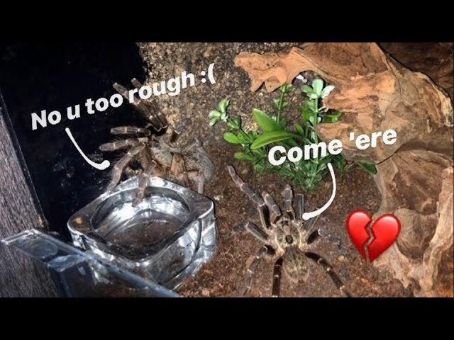 THIRSTY male TARANTULA "LaLaLa" at female till she TURNED AWAY lol !!!