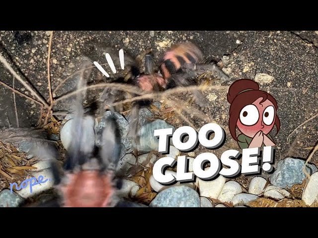 Wasted Pairing Video ~ Worth the upload?