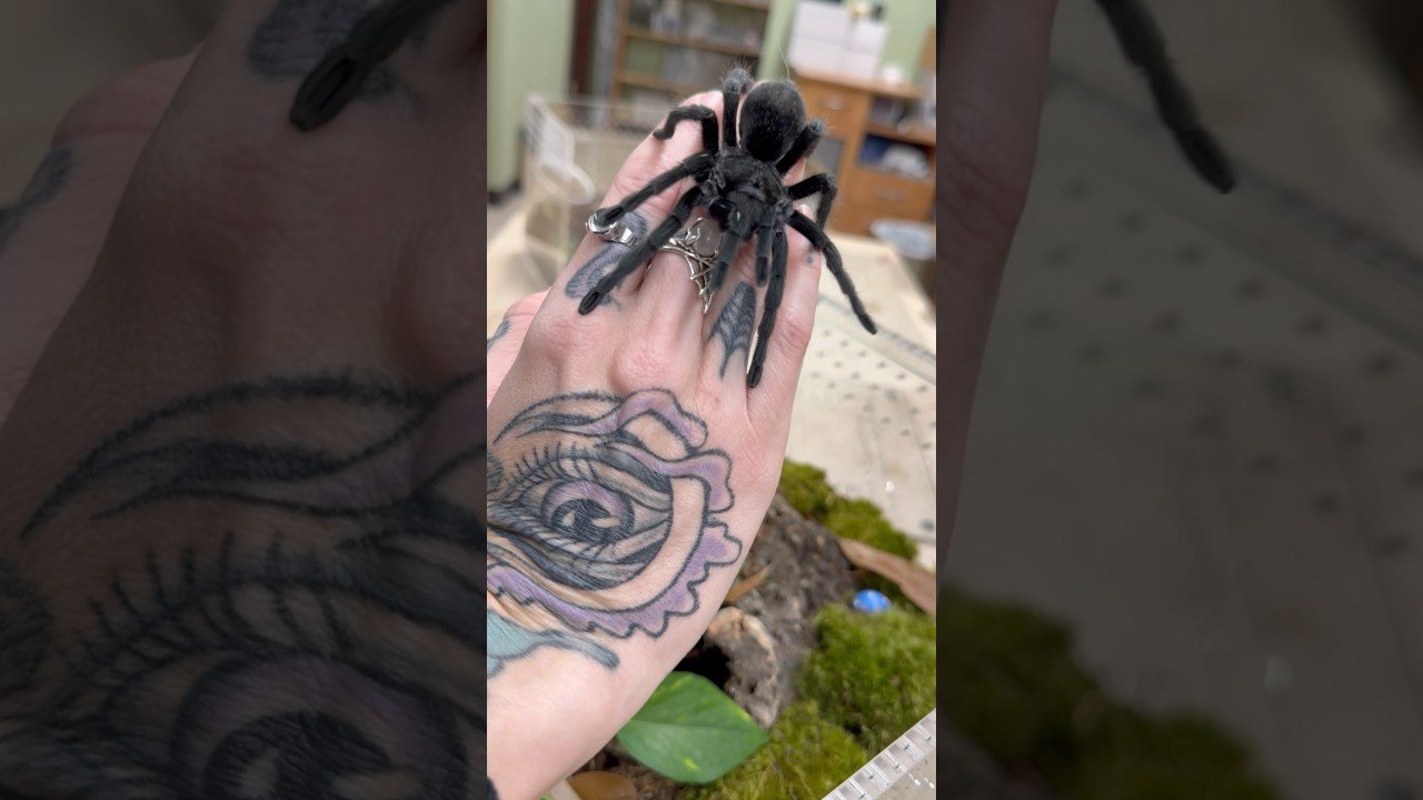 Why I’m kicking Shadow OUT of my house! #Gpulchra #tarantula