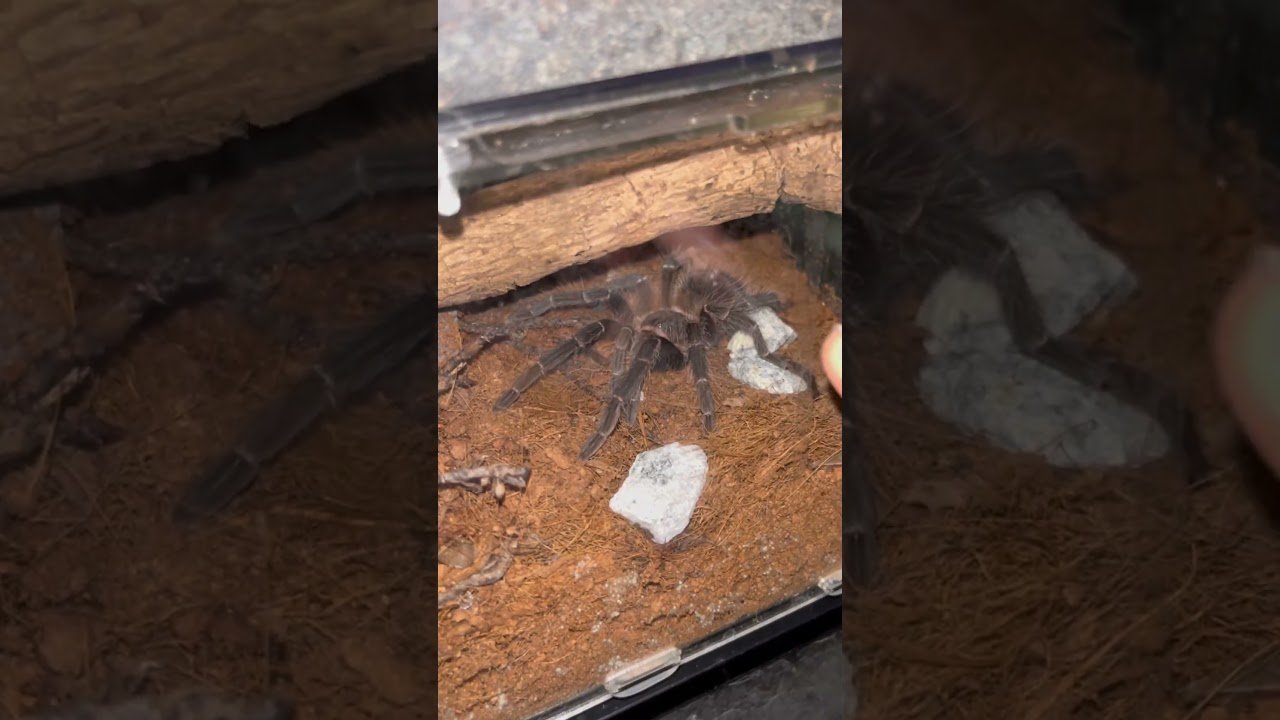 YOU TRY'NA ESCAPE ON ME ?!!!