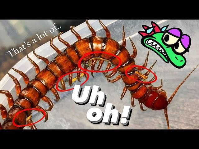 BABY CENTIPEDE NIGHTMARE ~ Mom ‘helps’ them ESCAPE !!!