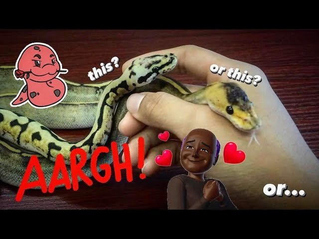 Baby Snake Shopping 2019 vs NOW.