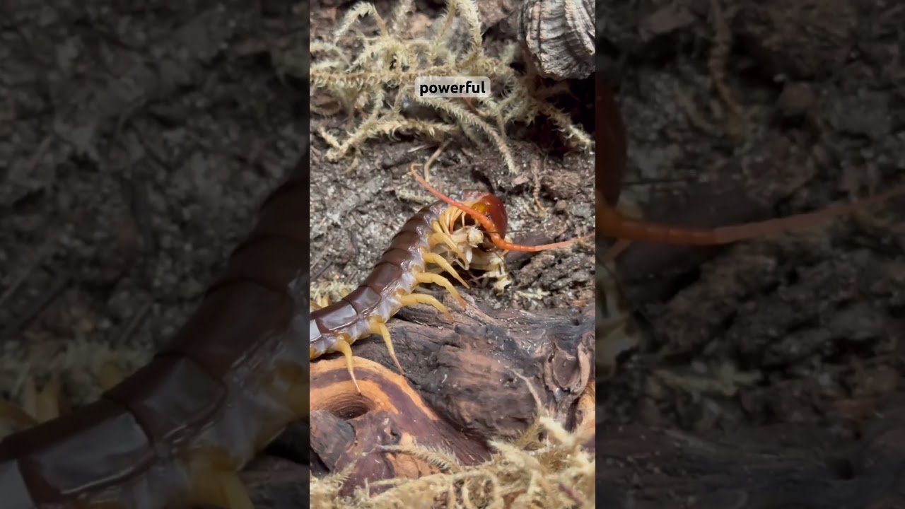 Centipede eating her prey!