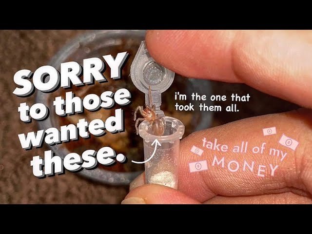 Didn’t give others a Chance to Buy these Tarantulas 🫢