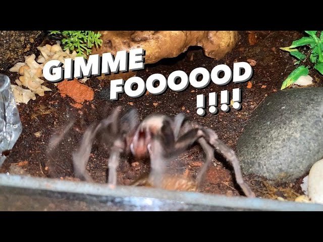 Feeding my Molted TARANTULAS !!!  + Centipedes, YUMMY !!