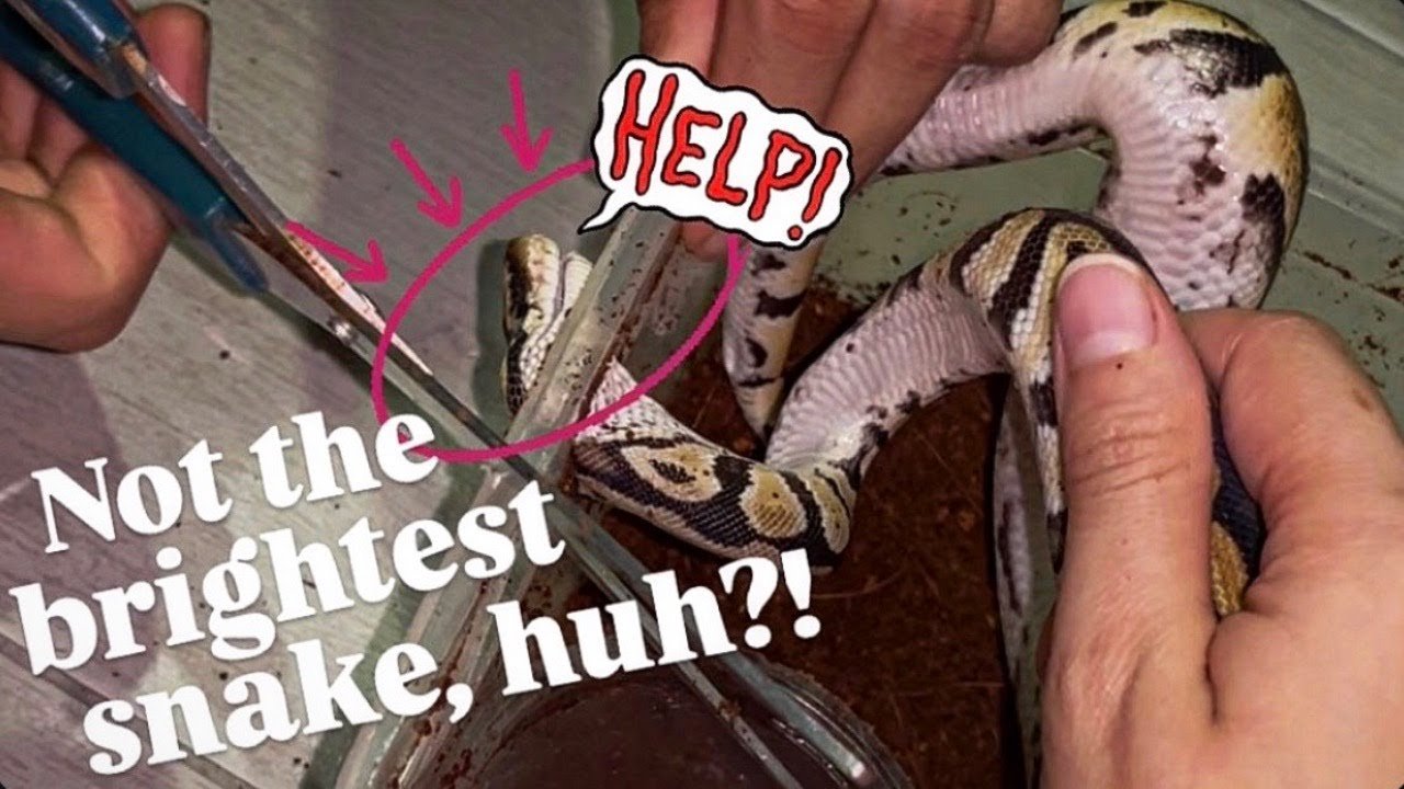 FREAKIN' DISASTER! Not the Smartest Snake, huh..