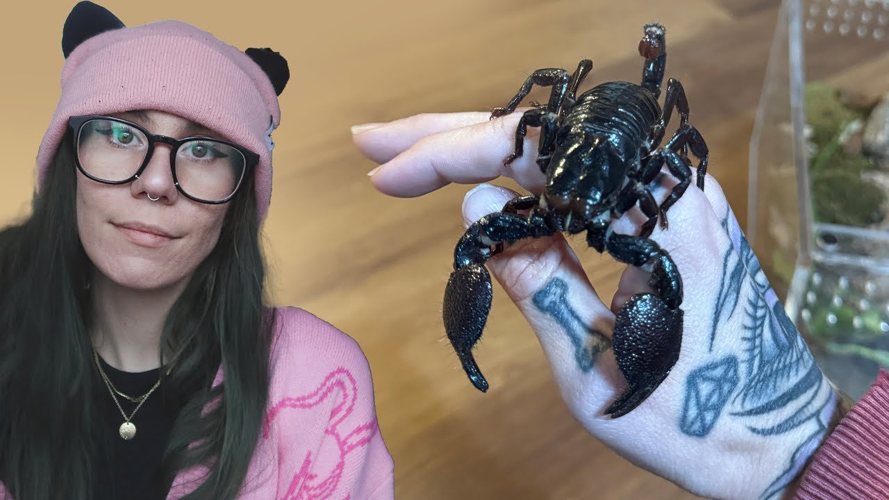 How to *NOT GET STUNG* While Rehousing 7 Scorpions!!