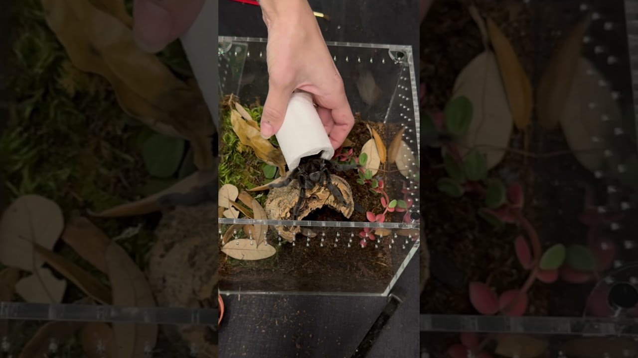 Meet Victor!! - Grammostola pulchra Brazilian Black Tarantula Unboxing!!