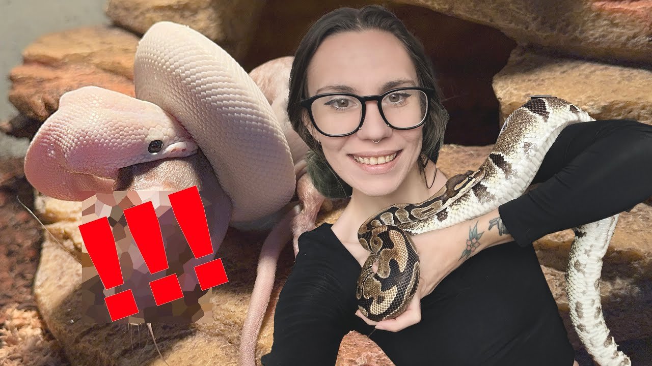 Lets Feed ALL *16* of my SNAKES! Hognose, African House, Ball Pythons, Milk, King, Corns & Rosy Boas