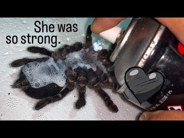 My tarantula FOUGHT FOR HER LIFE for 2 YEARS !!! ….until today