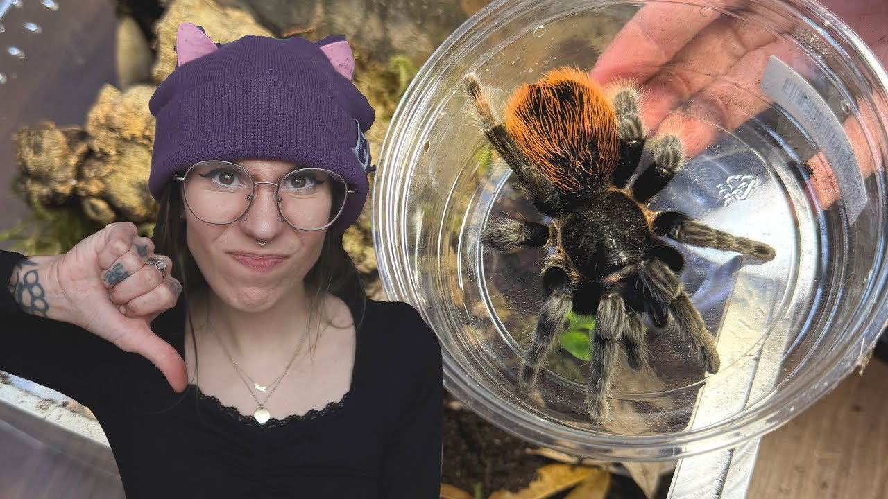 My Tarantula's Enclosures SUCK (so I'm fixing them) Salem & Houdini!