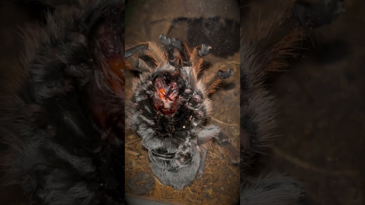 Poor baby 😦 What happened to my Tarantula's Fangs???