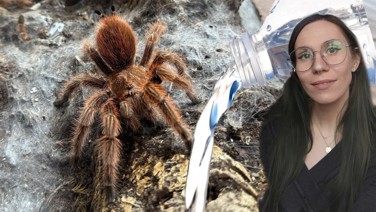 Pretending to be EXOTICS LAIR: Watering My Tarantulas! (How I do it)