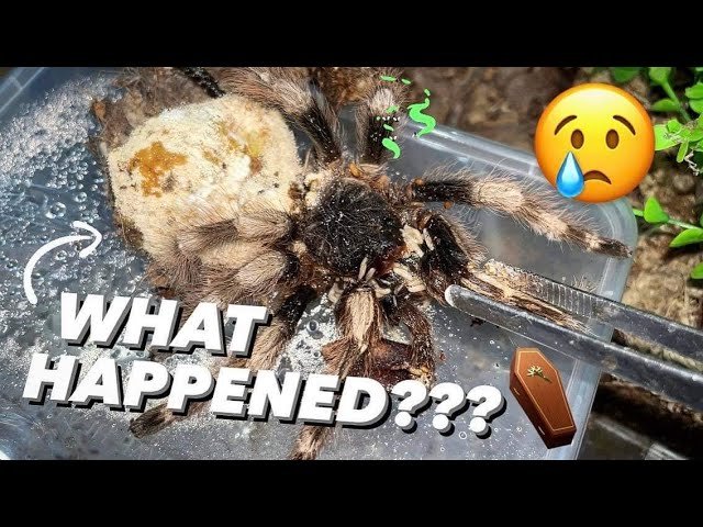 Tarantula NEVER ATE since I got her. DEAD with MOLD.