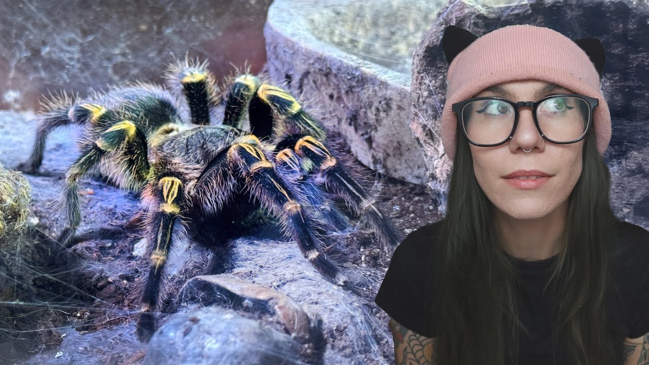 This was SO SCARY!!.. Grammostola pulchripes (Pikachu) Pairing!
