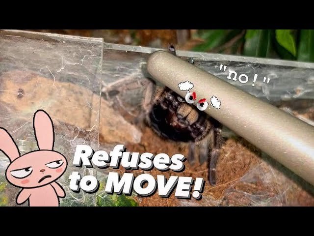 This is why NEW WORLD tarantulas are recommended for BEGINNERS and not OLD WORLDS !!!