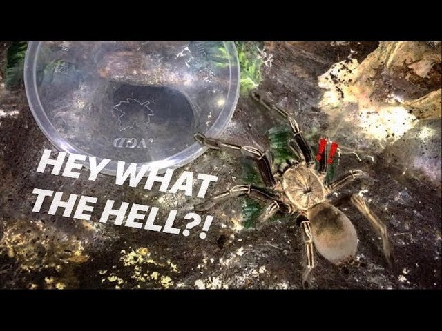 Stopped my Skeleton TARANTULA from ENTERING her BURROW 🤣 ~ She’s getting a better one !!!