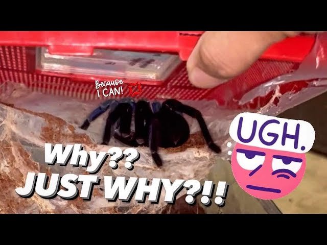 ‘Creative’ TARANTULAS make burrows USING PLASTIC ?!!!