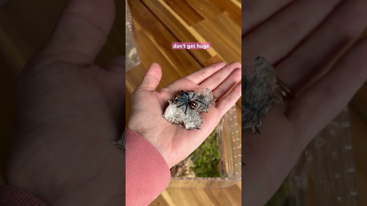 Meet my tiny Brazilian Jewel Tarantula - T seladonia