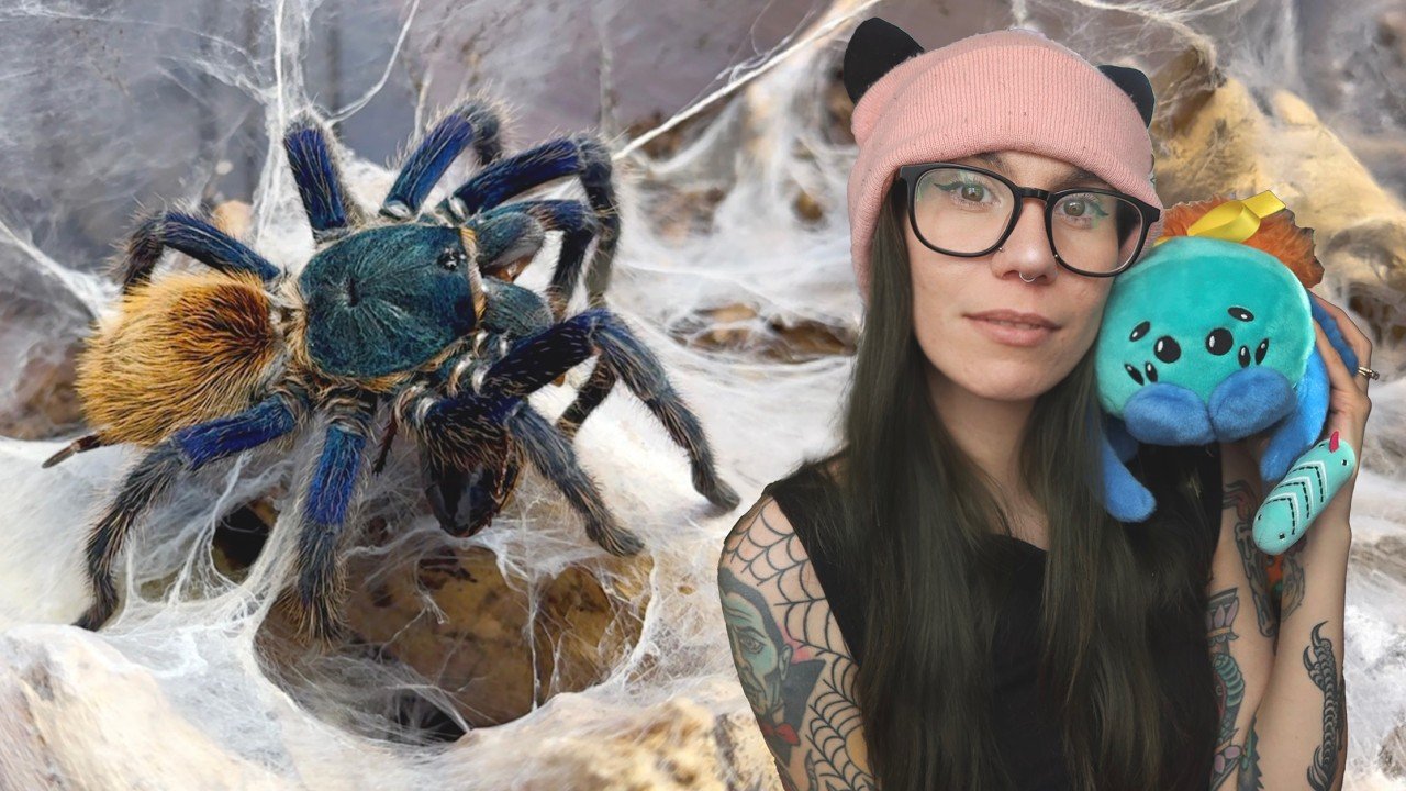 My PROBLEM with Green Bottle Blue Tarantulas.. + Limited Edition Plushie REVEAL