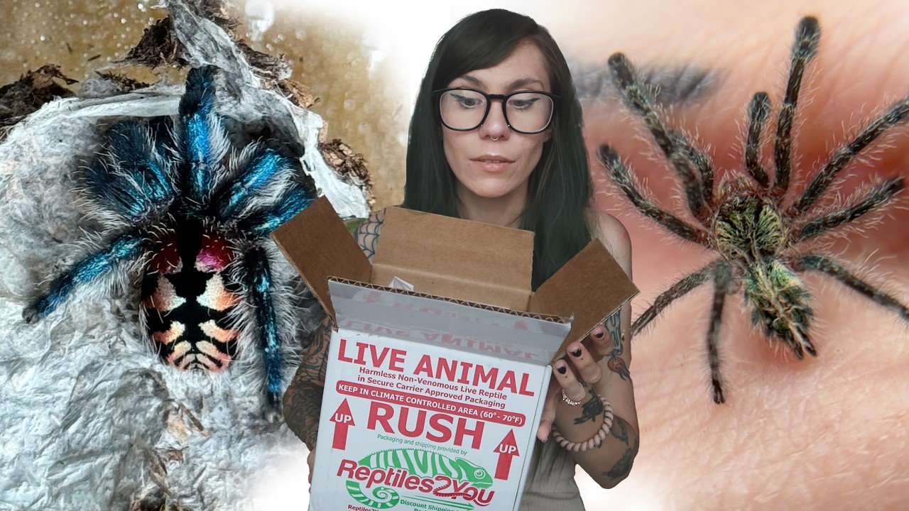 RARE $$$ Unboxing! BRAZILIAN JEWEL TARANTULA (T seladonia!) and More!!
