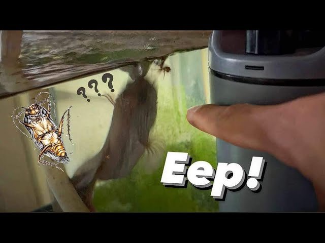 I’m HORRIBLE with DIY | Meet my Snakehead from 3 years ago!!! (DoPhin CF300 filter)