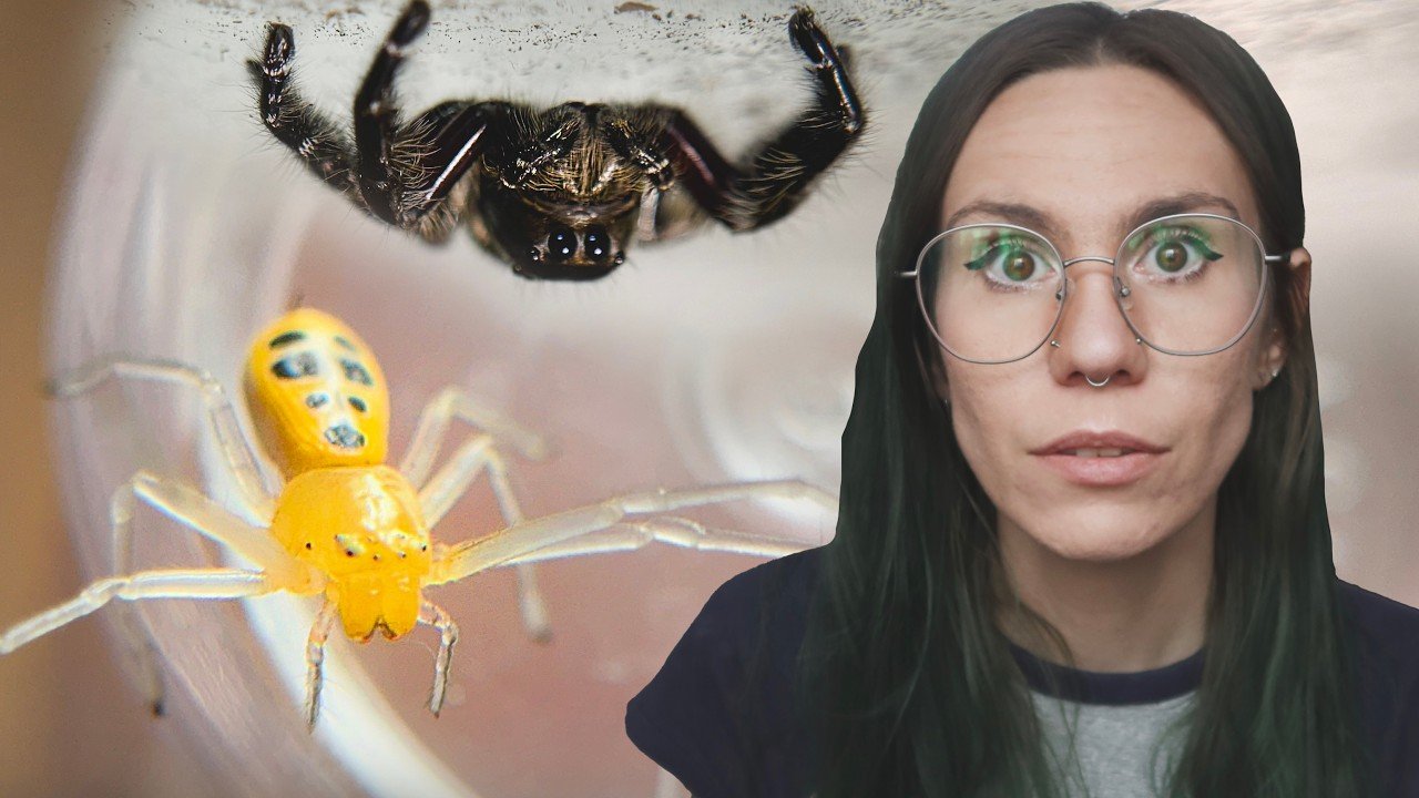 FRUSTRAITING Spider Unboxing - TOO FAST AND BOUNCY!! Hyllus Jumpers, Pikachu Spider & MORE!
