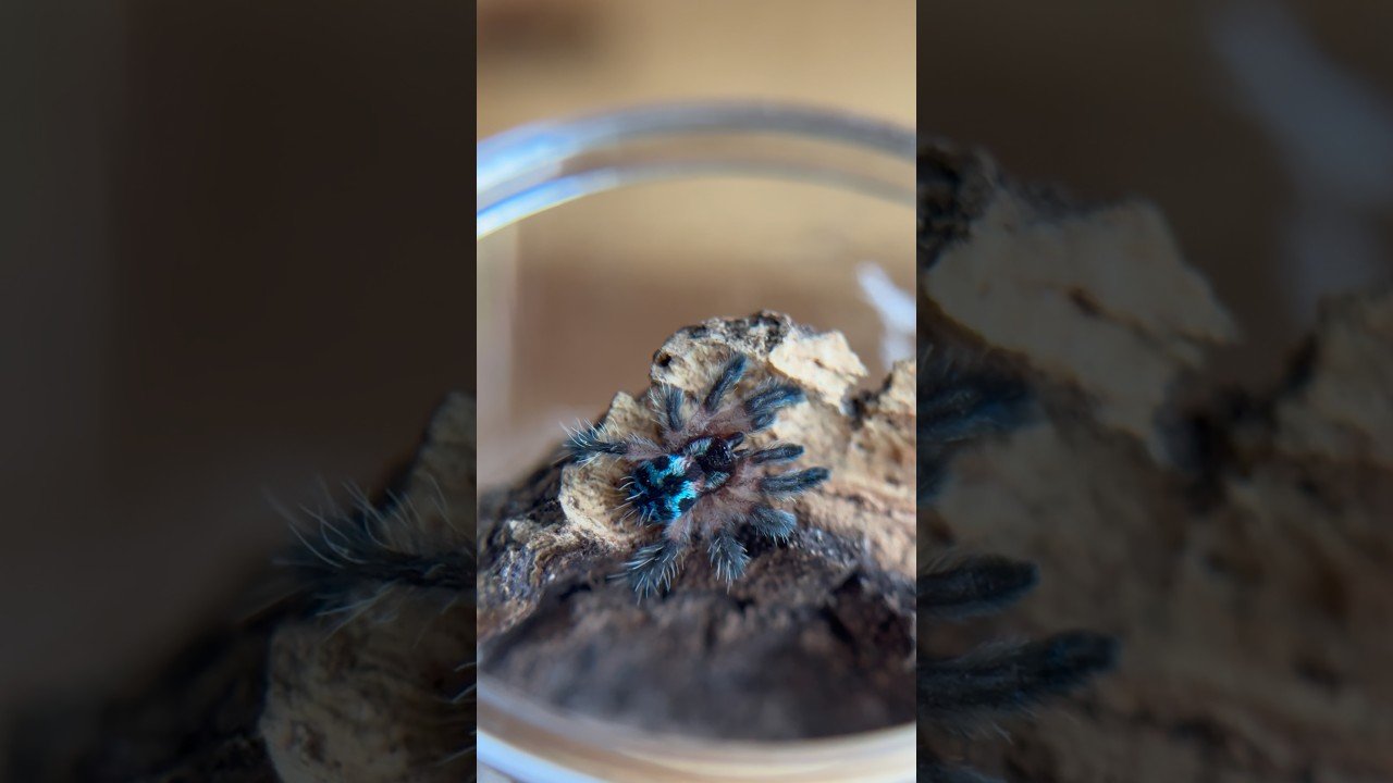 T seladonia sling care - in 1 minute!