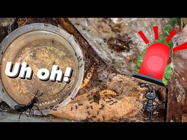 Tarantula FEEDING (feat. Ants) DISASTER !!!