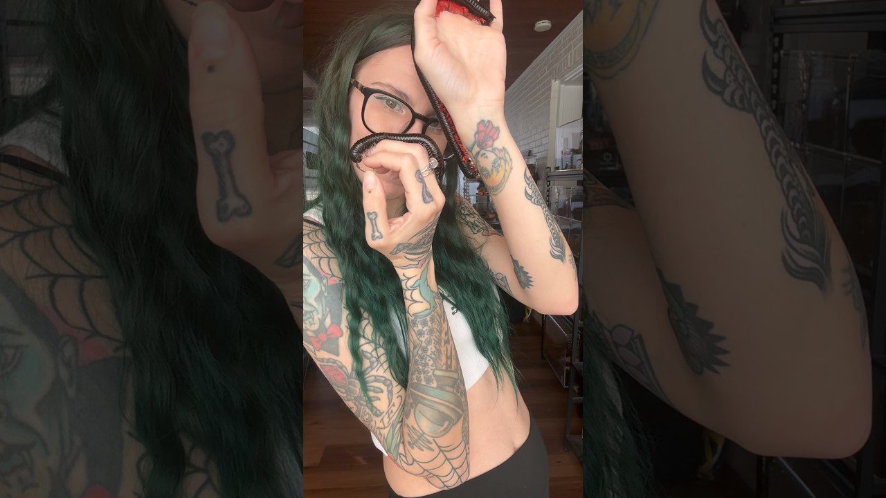 The DIFFERENCE between a MILLIPEDE and CENTIPEDE