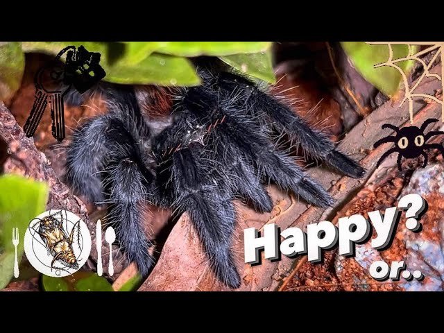 When TARANTULAs LOVE their new home …?