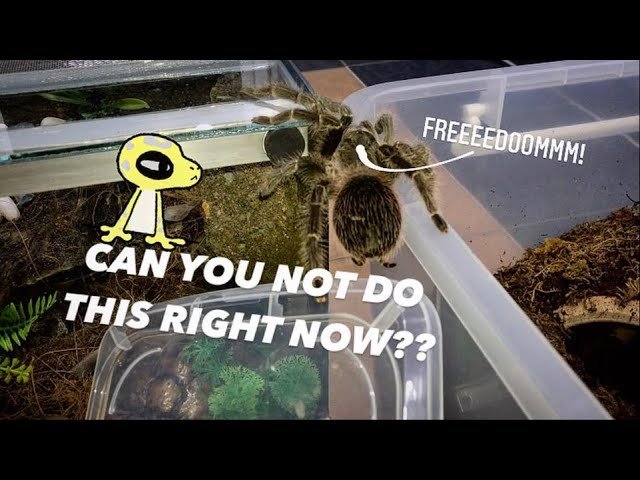 Bahia BIRD EATER tarantula gets DOWNGRADE but BETTER !!!