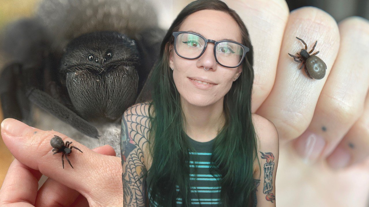 I Only Have 2 Left.. Wednesday's Babies & GRUMPY Velvet Spider Rehousing! (Gandanameno sp echinata)