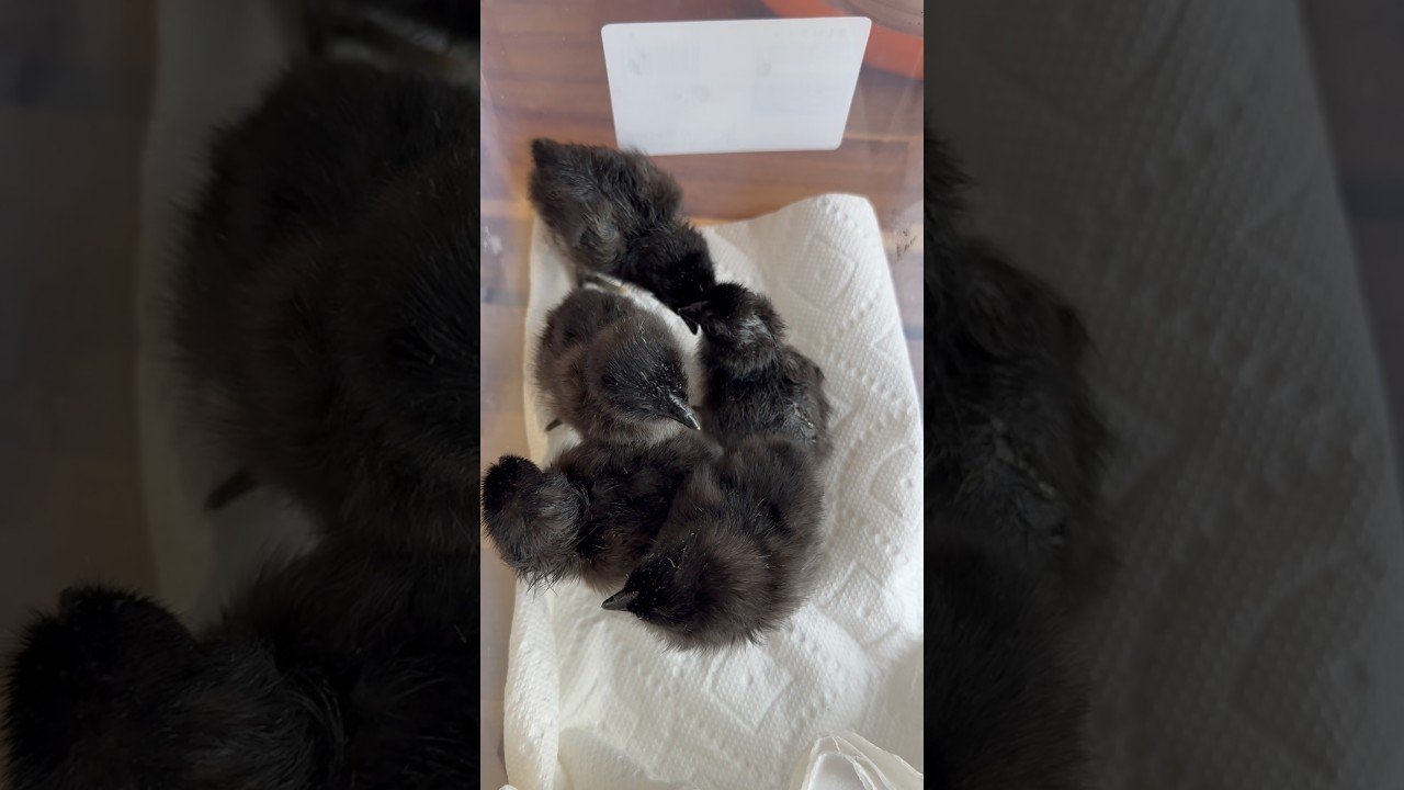 Hatching Babies from my Goth Chicken Flock - Ayam cemani