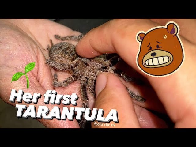 Her Ex bf gave her this Tarantula.