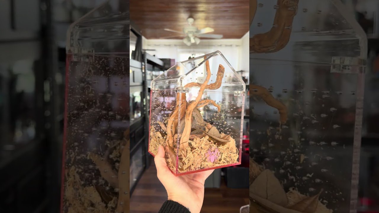 How to NOT KILL your velvet spider with water