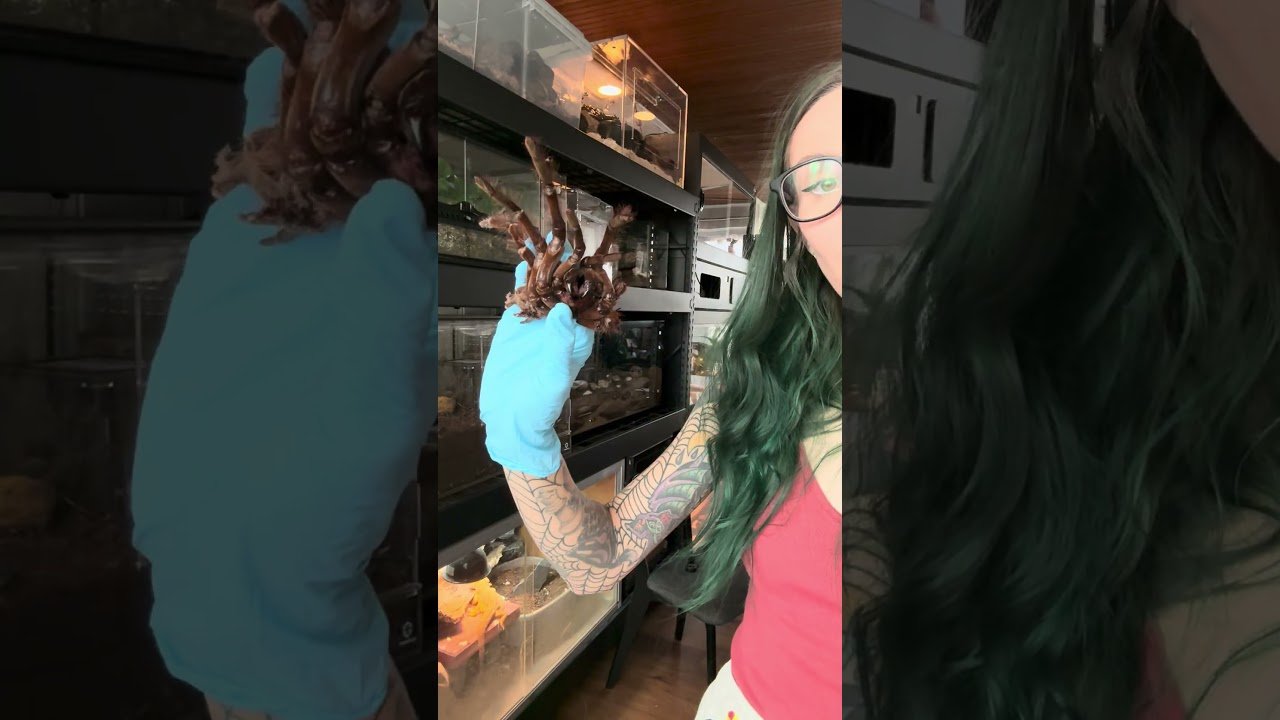 My BIRD EATING TARANTULA surprised me!!