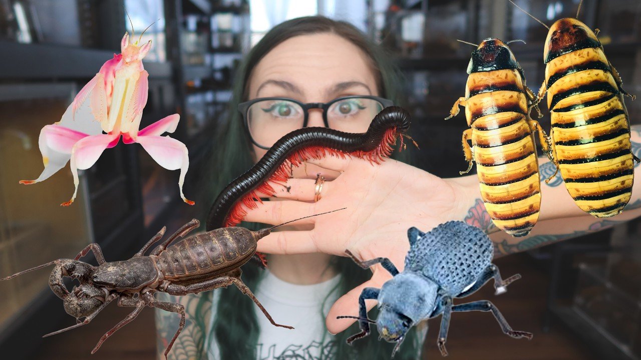 My Favorite Spooky *NON-VENOMOUS* Inverts ANYONE Can Keep!